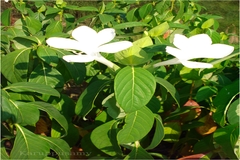 Barleria grandiflora